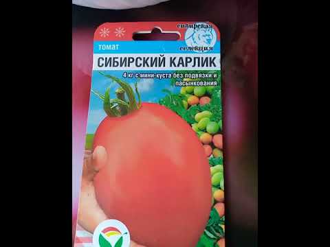 Видео: томат Сибирский карлик