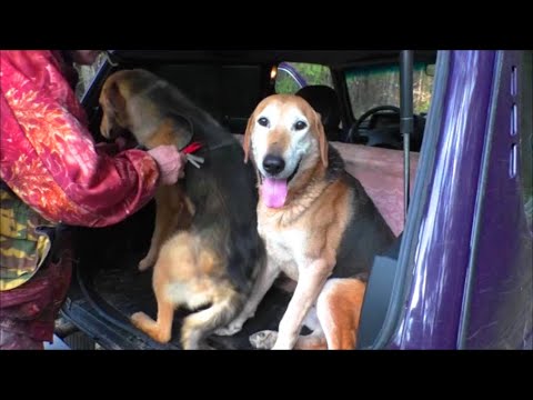 Видео: Дедушка тренирует.РГ ч.п/ч. Сигнал(Плакуня) и Лайма 10 мес. вл. Шатров В.А.#охота#топ#hunting