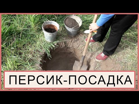 Видео: Осіння посадка персика 2020