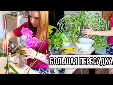 Видео: Большая пересадка комнатных растений🌱Готовимся к осени☀️Обзор моих растений