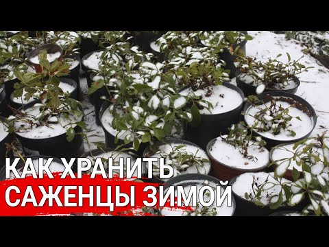 Видео: Как хранить саженцы зимой