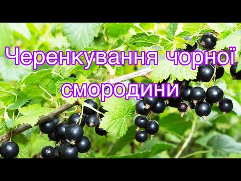 Видео: Черенкування чорної смородини.100% результат.