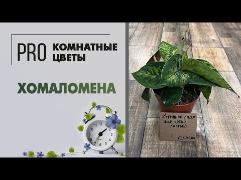 Видео: Хомаломена. Неприхотливое и редкое растение для дома и офиса. Уход за растением: легко и просто.