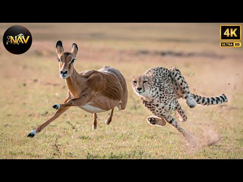Видео: ДИКАЯ САВАННА | Тайна самых быстрых воинов | Документальный фильм о диких животных