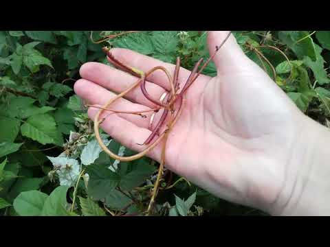 Видео: Растение-паразит (повилика). Как бороться? !