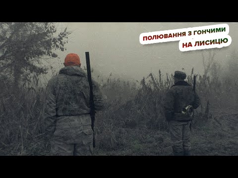 Видео: Полювання з гончими на лисицю