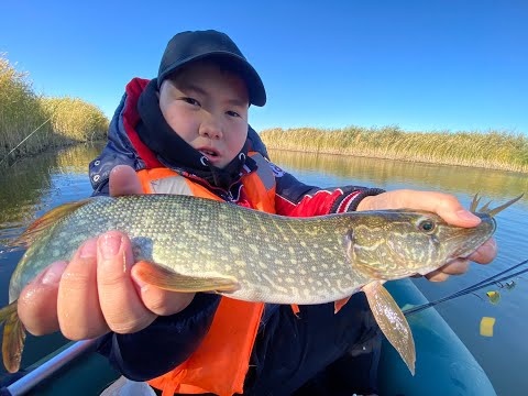 Видео: КУЛАНОТПЕС - спиннинг или кружки ??? Рыбалка на хищника/Рыбалка в Казахстане/Рыбалка в Астане/