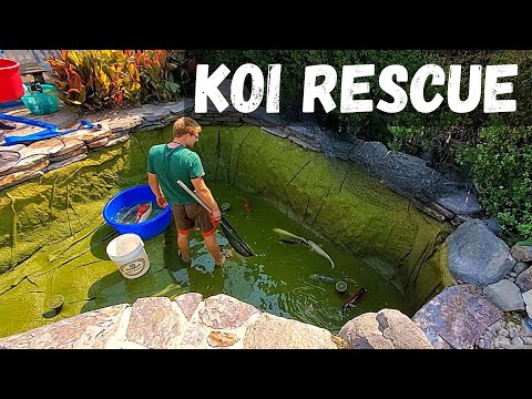 Видео: Спасение рыб кои (переселение крупных рыб кои)