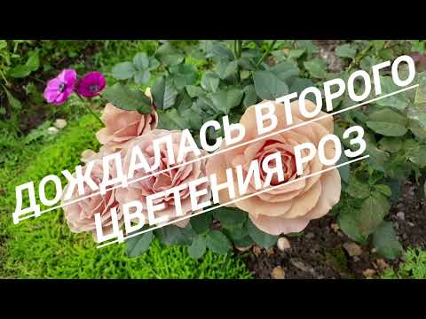 Видео: 236#Розы проснулись на второе цветение//05.09.25🥀🥀🥀
