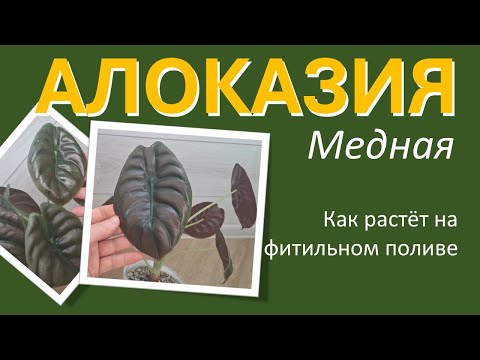 Видео: АЛОКАЗИЯ Медная Ред Секрет (Сuprea Red Secret): 4 месяца на фитильном поливе в разном грунте