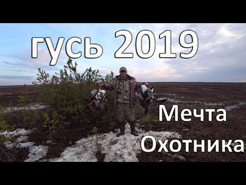 Видео: 🏕 ОХОТА НА ГУСЯ ВЕСНА 2019 .МЕЧТА ОХОТНИКА.