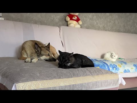 Видео: Малютка, Мыр и Марта на даче 