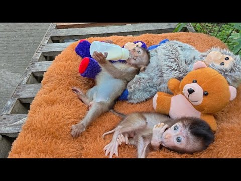 Видео: ВСЁ МОЛОКО КОНТРОЛИРУЕТ РОККИ 🤡😖 МАЛЕНЬКАЯ НЕПРИВЕТЛИВАЯ ОБЕЗЬЯНКА, КОТОРАЯ НИКОГДА НЕ НАЕДАЕТСЯ