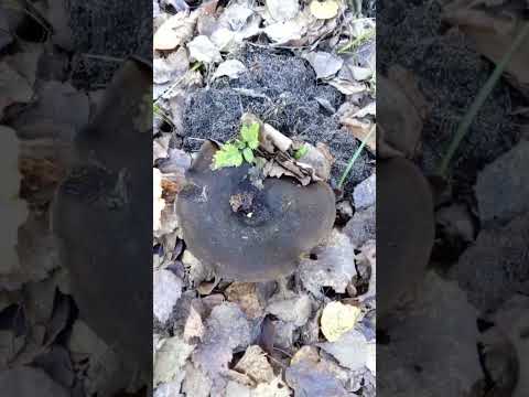 Видео: Ноябрские цветения продолжаются. Даже груздб чёрный вырос. 