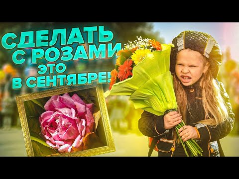 Видео: РОЗЫ В СЕНТЯБРЕ. ОБРЕЗКА. ПОДКОРМКА. БОРЬБА С ВРЕДИТЕЛЯМИ