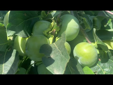 Видео: Як там наша хурма? 12.09.25