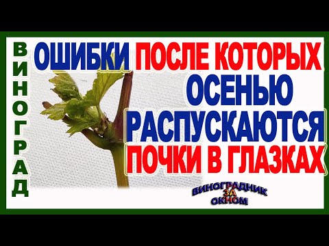 Видео: 🍇 Никогда не допускай эти ошибки! Почему осенью вскрываются в глазках почки винограда? Период покоя.
