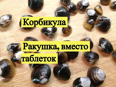 Видео: Корбикула. Ракушка вместо таблеток