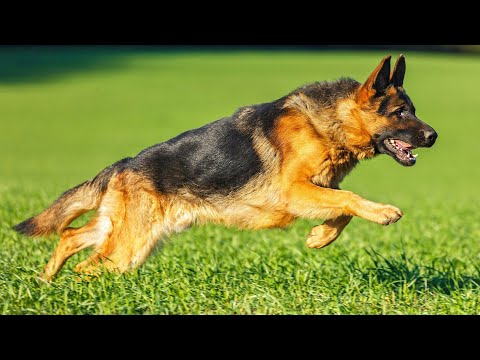 Видео: НЕМЕЦКАЯ ОВЧАРКА. Мифы и заблуждения GERMAN SHEPHERD