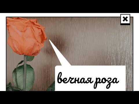 Видео: Результат стабилизации цветов в глицирине дома спустя год # Вечные розы # Стабилизированный мох