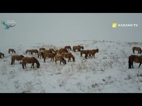 Видео: Жылқы шаруашылығы – көшпенділердің ежелгі кәсібі. «Көшпенділер мектебі»