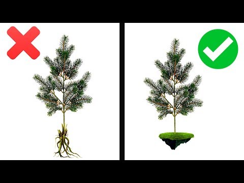 Видео: КАК ПРАВИЛЬНО ПЕРЕСАДИТЬ СОСНУ | МанифТВ