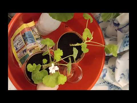 Видео: Я посадила герань  в горшки в ноябре. #герань #цветы 