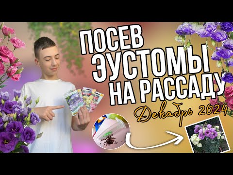 Видео: ВСЁ О ПОСЕВЕ ЭУСТОМЫ НА РАССАДУ! Декабрь 2024