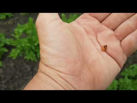 Видео: Обработка картофеля 2025 г.