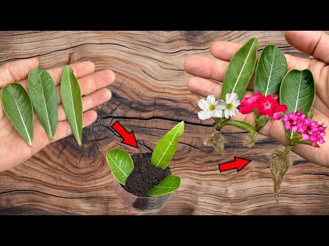Видео: Просто кофе! Листья адениума быстро укореняются и цветут круглый год