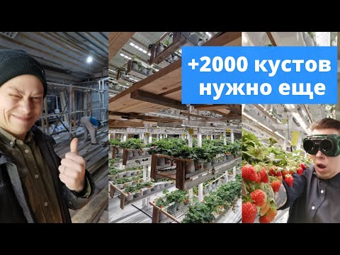 Видео: // КЛУБНИКА ЗИМОЙ // ЗАЧЕМ МЫ СТРОИМ ЕЩЕ ОДНУ СИТИФЕРМУ?