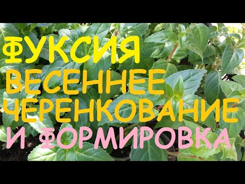 Видео: Фуксия. Весенняя обрезка, формировка и прищипка фуксии. Черенкование фуксии. Когда ждать цветения?