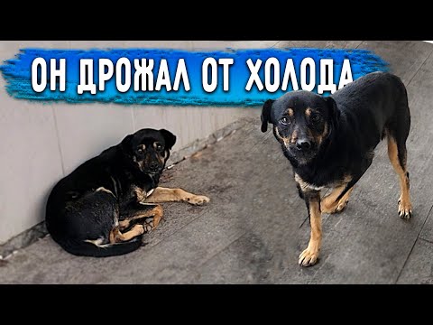 Видео: Куда пропал Ричи? История брошенного пса на вокзале. Он дрожал, кашлял и голодал.