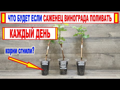 Видео: 🍇 Вот почему САЖЕНЦЫ ВИНОГРАДА ПОГИБАЮТ после укоренения черенков. Почему гниют корни? Как ПОЛИВАТЬ?