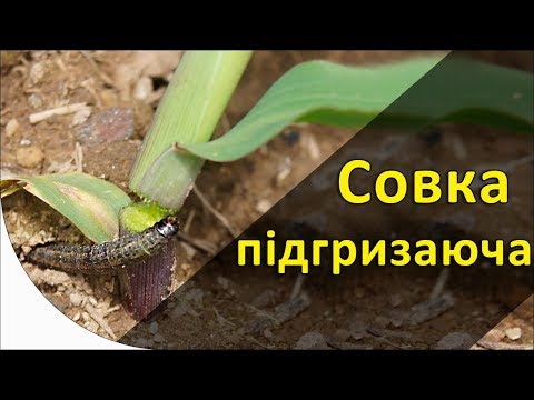 Видео: Підгризаюча озима совка. Заходи захисту