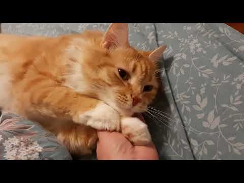 Видео: Кузенька, самый муррчательный и замечательный котик😘