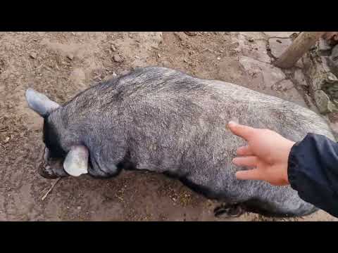 Видео: удивили так удивили 😱