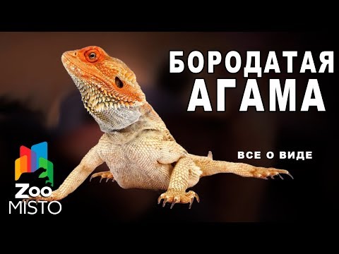 Видео: Бородатая агама - Все о виде ящериц | Вид ящериц - бородатая агама