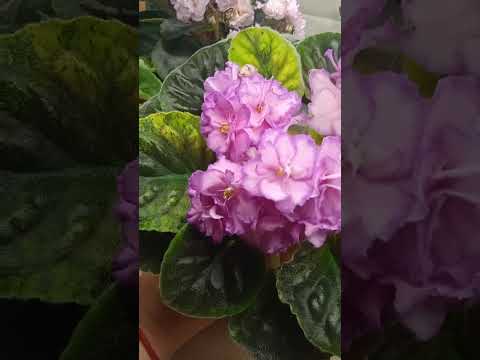 Видео: Фиалки обзор #фиалкацветёт #сорт #цветыдлядома 