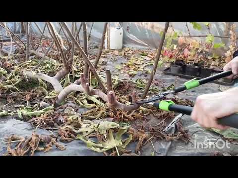 Видео: Обрезка инжира для зимнего укрытия.