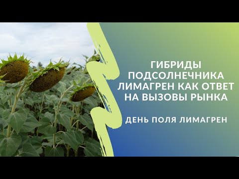 Видео: Гибриды подсолнечника Лимагрен как ответ на вызовы рынка. День поля "Лимагрен"