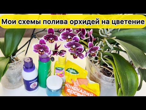 Видео: Удобрения для цветения орхидей Мои схемы полива