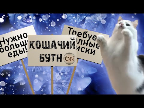 Видео: Кошачьи новости - Суетология и воровство "Смешные коты"