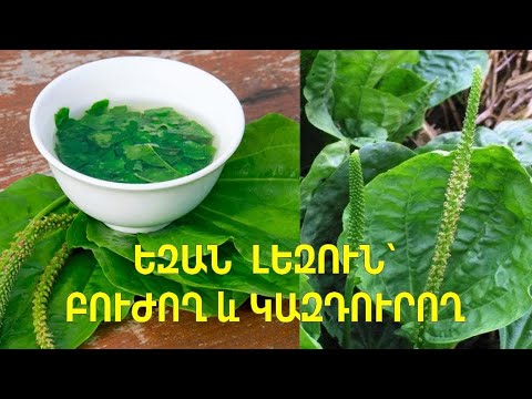Видео: Եզան լեզվի բուժող և կազդուրող հատկությունները, օգտակար թուրմ և թեյ այս բույսով / Подорожник Растение