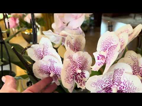 Видео: ОРХИДЕИ БИГ ЛИП 🌺 цветение ( подборка) ,ПОСЛЕДНЕЕ 🥹ЦВЕТЕНИЕ  Ph. Sparkling Kiss ( часть 1)