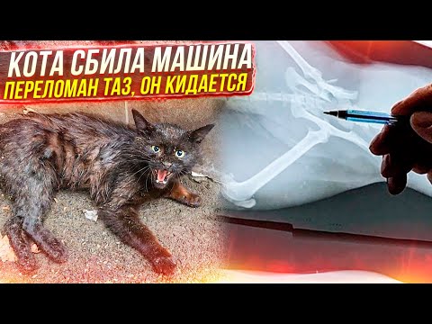 Видео: Кот не может встать и кидается, сбила машина.