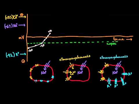 Видео: Потенциал действия в клетках-пейсмейкерах