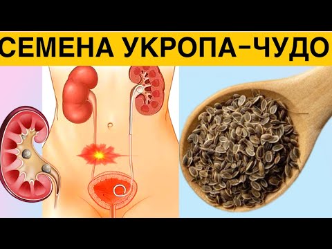 Видео: Зачем пить СЕМЕНА УКРОПА каждый день? Всего одна ложка СЕМЯН УКРОПА и организм как Новый.