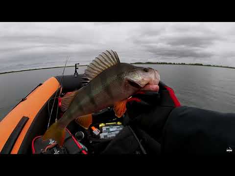 Видео: Рыбалка с лодки на ратлины в сентябре, Окунь на ратлин.