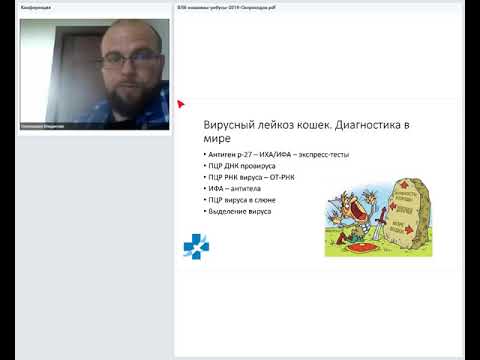 Видео: ВЛК- Вирусный лейкоз кошек. Скороходов Владислав. 19 07 2019